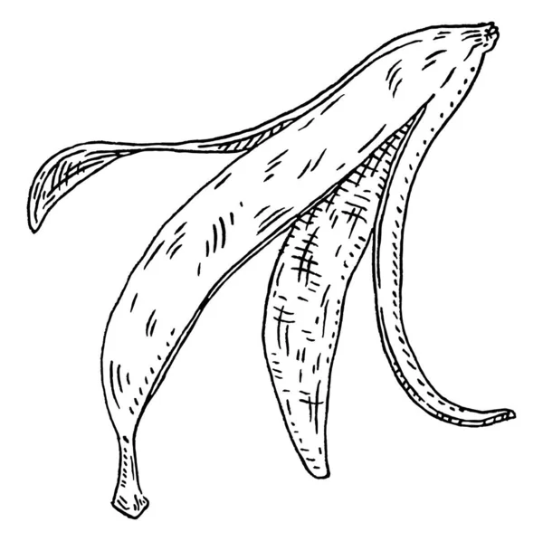 バナナの皮 ヴィンテージベクトルはブラックモノクロームのイラストを彫る 白い背景に隔離されている 手描きデザインインク — ストックベクタ