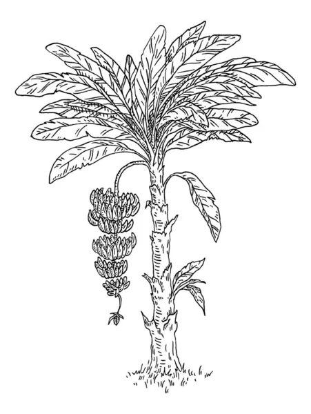 Пальма Свежая Банана Веткой Цветком Винтажный Вектор Черной Монохромной Иллюстрацией — стоковый вектор