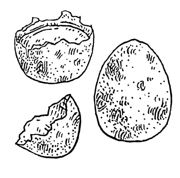 Ολόκληρο Και Σπασμένο Καστανό Κέλυφος Αυγού Ορτυκιού Vintage Διανυσματική Χάραξη — Διανυσματικό Αρχείο
