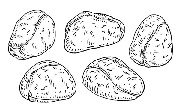 Kacang Kola Segar Tanpa Cangkang Vektor Ukiran Ilustrasi Klasik Hitam - Stok Vektor