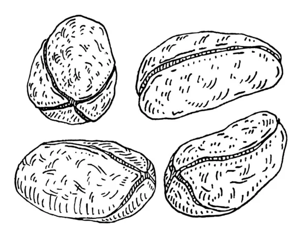 Kacang Kola Kering Tanpa Kerang Vektor Ukiran Ilustrasi Klasik Hitam - Stok Vektor