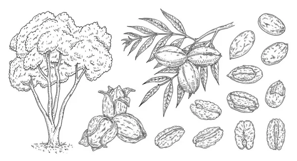 Σετ Πεκάν Δέντρο Κλαδί Φύλλα Και Ξηρούς Καρπούς Κέλυφος Και — Διανυσματικό Αρχείο