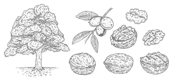 Set Walnut Branch Leaves Nuts Vector Vintage Engraving Illustration Isolated — Vector de stock
