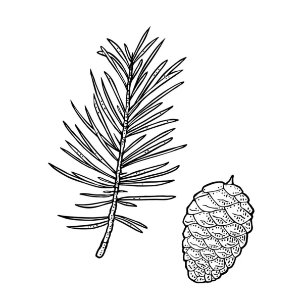 Pine Cone Branch Fir Tree Vector Vintage Black Engraving Illustration — Stock Vector