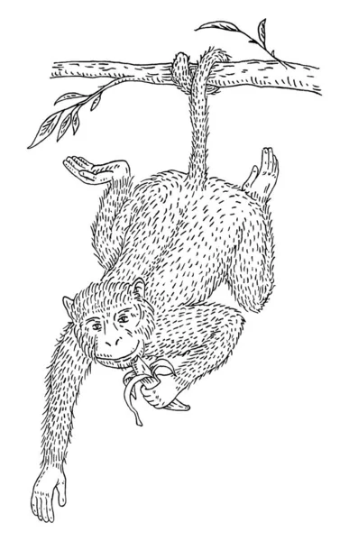 Opice Drží Čerstvý Banán Ročník Černá Rytina Ilustrace Izolované Bílém — Stockový vektor