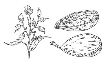 Kakule baharatlı ve tohumlu. Beyaz arka planda izole edilmiş. Vintage vektör siyah kabartma çizimi. El çizimi tasarım