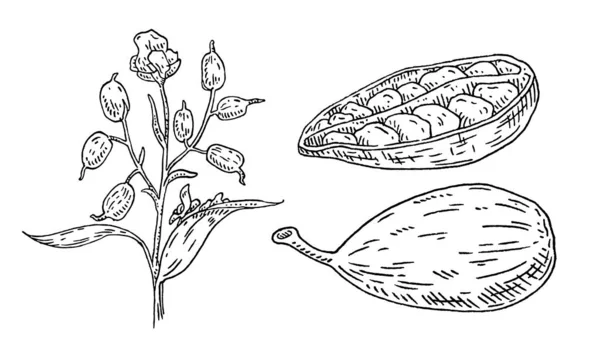 カルダモンスパイスフルーツ全体と種と半分 白い背景に隔離されている ヴィンテージベクトルブラック彫刻イラスト 手描きデザイン — ストックベクタ