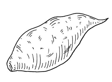 Whole batatas. Vintage engraving vector black illustration. Isolated on white background.