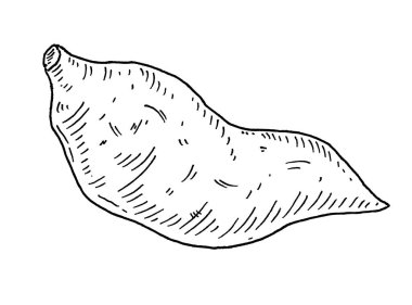 Whole batatas. Vintage engraving vector black illustration. Isolated on white background.