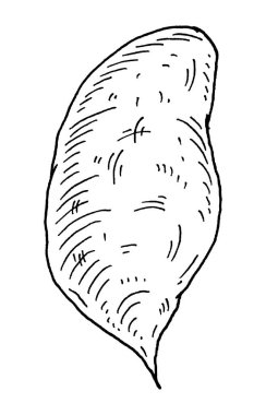 Whole batatas. Vintage engraving vector black illustration. Isolated on white background.