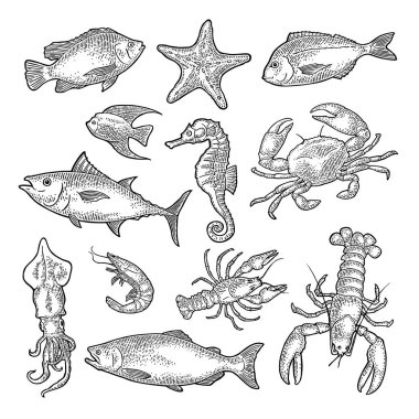 Set sea animal. Lobster, cuttlefish, crab, shrimp, fish tilapia, dorado, tuna, salmon. Vector monochrome engraving vintage illustrations isolated on white background