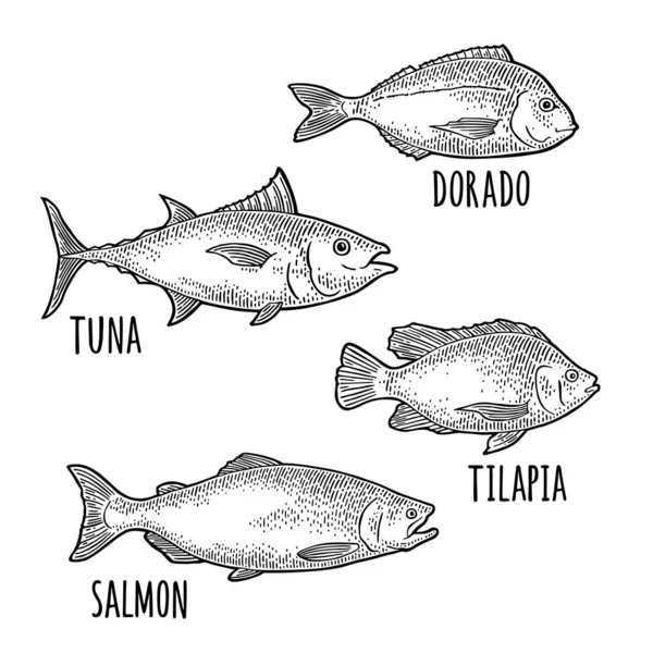 Whole Fresh Fish Tilapia Dorado Tuna Salmon Hand Drawn Design — Stock Vector