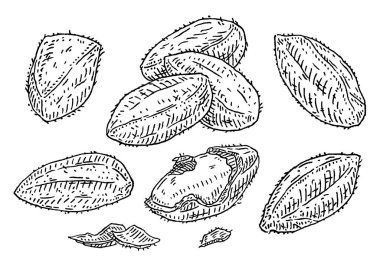 Closeup brazil nuts in shell and half shelled with shucks. Vector engraving black vintage illustration. Isolated on white background.