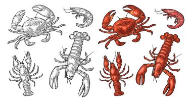 Set sea animal crustacean. Lobster, crab, shrimp. Vector engraving color and monochrome vintage illustrations isolated on white background. Hand drawn design element for label and menu clipart