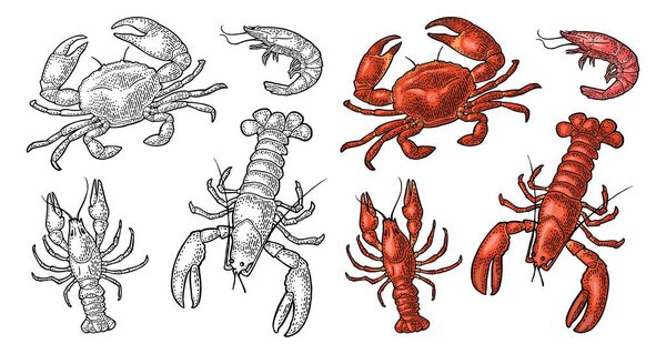 Set sea animal crustacean. Lobster, crab, shrimp. Vector engraving color and monochrome vintage illustrations isolated on white background. Hand drawn design element for label and menu