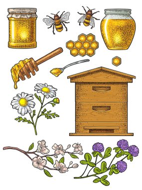 Bal takımı. Kavanozlar, arı kovanı, kaşık, bal peteği, yonca, kiraz dalı ve bal peteği. Vector vintage oyma çizimi. Beyaz arkaplanda izole