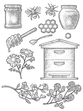Bal takımı. Kavanozlar, arı kovanı, kaşık, bal peteği, yonca, kiraz dalı ve bal peteği. Vector vintage siyah gravür çizimi. Beyaz arkaplanda izole
