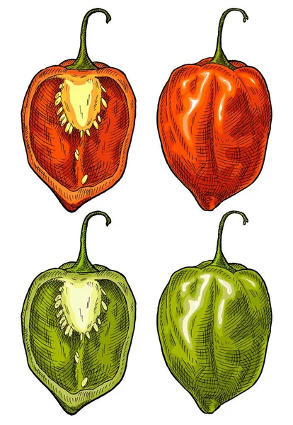 Whole Half Pepper Habanero Vintage Vector Color Engraving Illustration Isolated — Image vectorielle