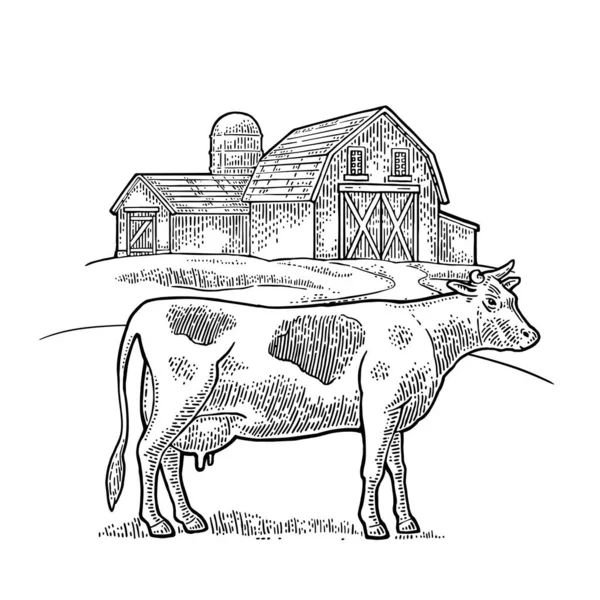 Fazenda Orgânica Vacas Livre Vintage Vetor Gravura Ilustração Para Informações — Vetor de Stock