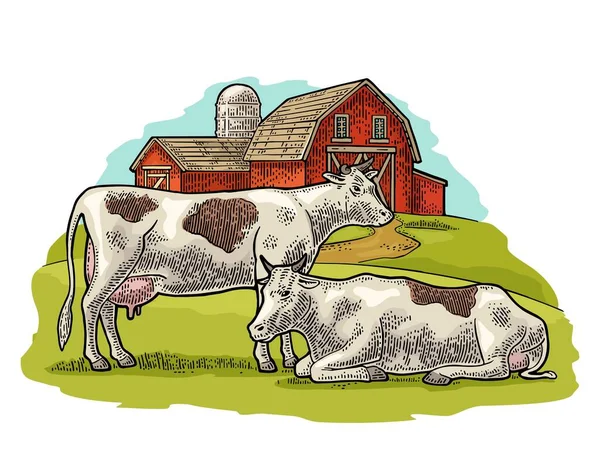 有機農場と牛の自由な範囲 情報グラフィック ポスター ウェブのためのヴィンテージベクトル彫刻イラスト 白に隔離されてる グラフィックスタイルで描かれた手 — ストックベクタ