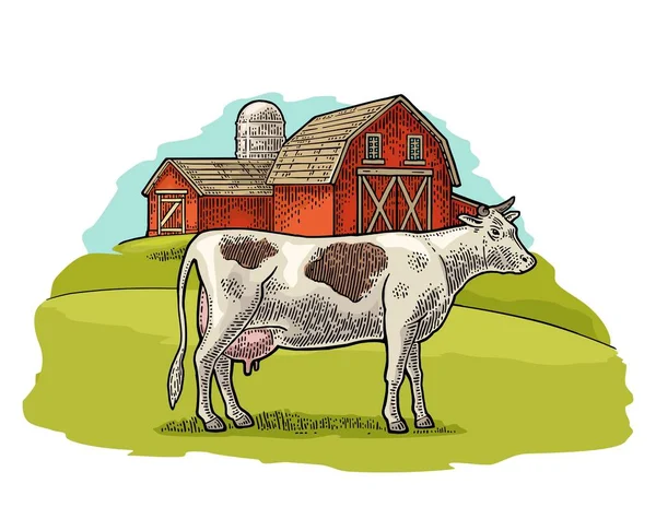 Органическая Ферма Свободная Коров Зона Винтажная Векторная Иллюстрация Инфо Графики — стоковый вектор
