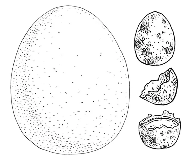 ウズラと鶏の卵 黒のイラストを彫るヴィンテージベクトル 白い背景に隔離されている 手描きデザイン — ストックベクタ