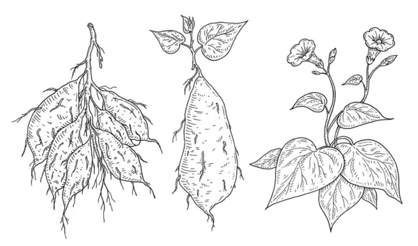 Plante Batatas Com Folha Raiz Flor Vintage Gravura Vetor Ilustração — Vetor de Stock