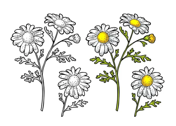 Квітка Ромашки Листям Гравюра Кольору Старовинні Векторні Ілюстрації Ізольовані Білому — стоковий вектор