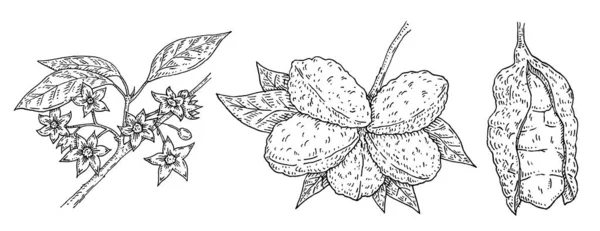 Gałąź Orzecha Kola Fasolą Kwiatami Ilustracja Grawerowania Wektora Vintage Odizolowany — Wektor stockowy