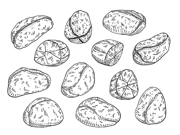 Fresh Dried Kola Nuts Shell Vector Engraving Black Vintage Illustration — Stock Vector