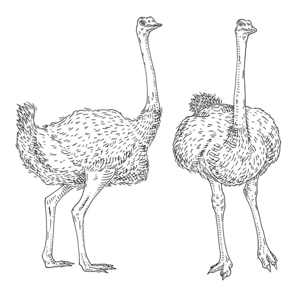 Standing Ostrich Front Side View Vintage Vector Engraving Black Illustration — Stock Vector