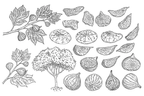 整片切干无花果 有叶子和果实的树 复古雕版矢量黑色单色插图 被白色背景隔离 手绘设计油墨 — 图库矢量图片
