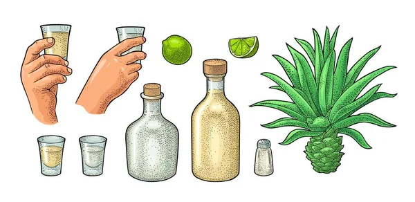 Egy Üveg Egy Üveg Tequila Kaktusz Kék Agávé Mész Kézzel — Stock Vector