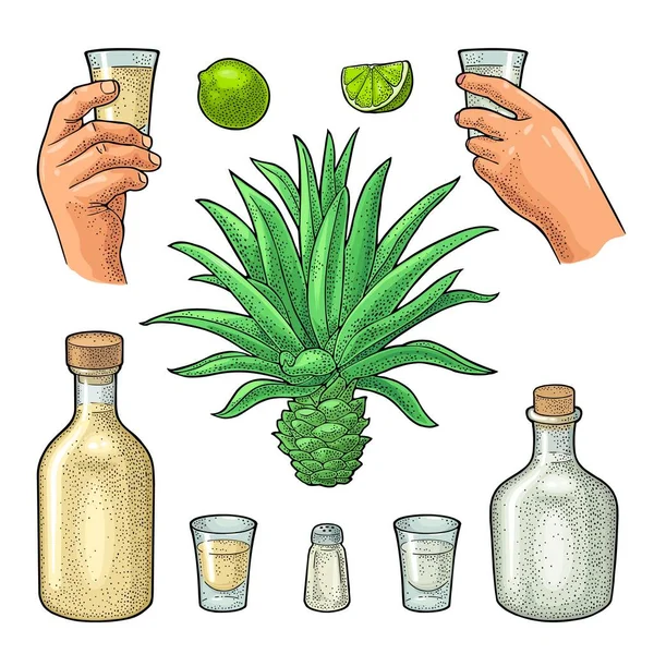 Vaso Botella Tequila Cactus Agave Azul Sal Lima Dibujo Dibujado — Vector de stock