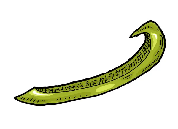 Sladký Zelený Paprikový Plátek Ročník Vektorové Rytí Barevné Ilustrace Izolované — Stockový vektor