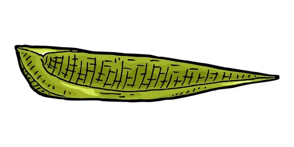 Сладкий Зеленый Перец Винтажная Векторная Гравировка Цветной Иллюстрации Изолированный Белом — стоковый вектор