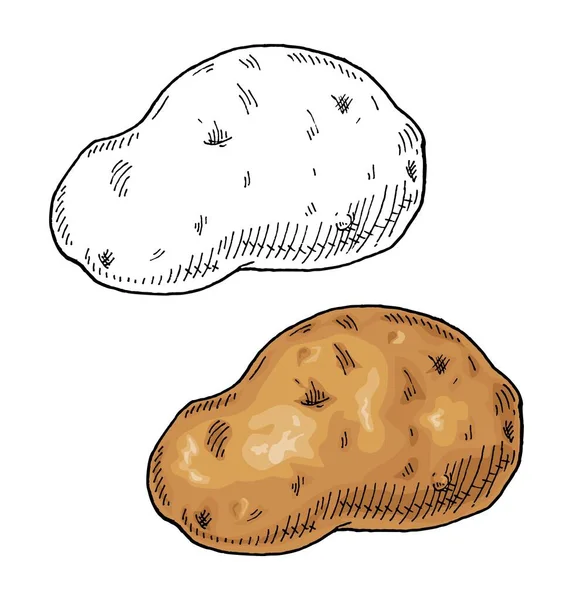 Ganze Kartoffeln Vintage Gravurvektorfarbe Und Schwarze Abbildung Isoliert Auf Weißem — Stockvektor