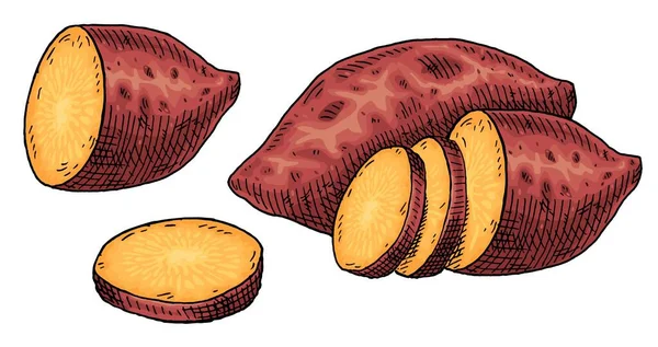 Ganze Halbe Und Scheiben Geschnittene Kartoffeln Vintage Gravur Vektor Farbillustration — Stockvektor