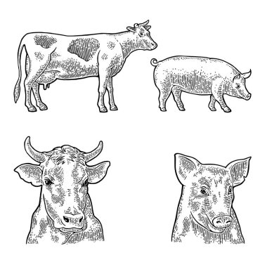 İnek ve domuz. Yandan ve önden. Grafik şeklinde çizilmiş bir el. Bilgi grafiği, poster ve web için klasik siyah oyma çizimi. Beyaz arkaplanda izole