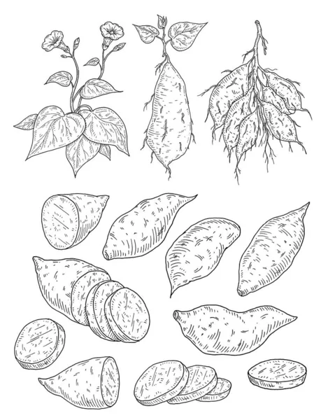 Растительные Бататы Листьями Корнями Цветами Кусочек Целый Сладкий Картофель Винтажная — стоковый вектор