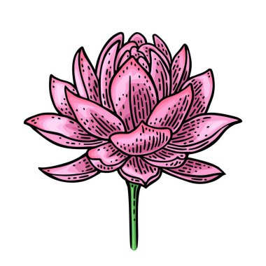 Lotus çiçeği. Beyaz arkaplanda izole edilmiş vektör renk oyma vintage illüstrasyonu.