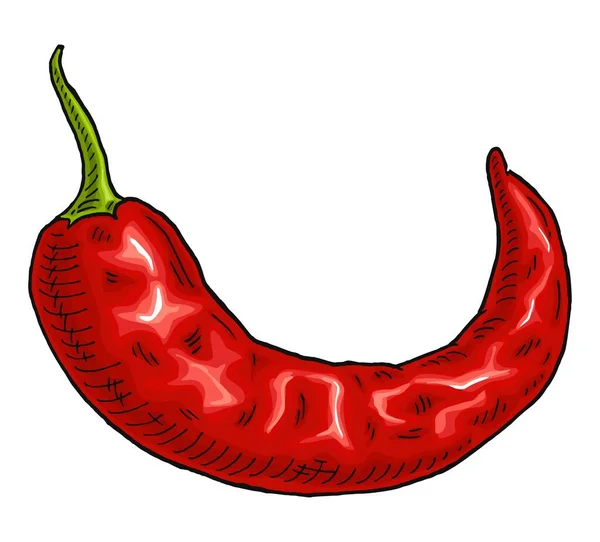 Hele Rode Peper Chili Vintage Gravure Vector Kleur Zwarte Illustratie — Stockvector