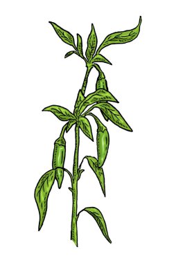 Bir dal kırmızı biberli yaprak. Beyaz arkaplanda izole edilmiş klasik vektör oyma renk el çizimi illüstrasyonu