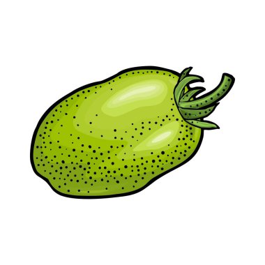 Bütün oval domates. Eski model vektör renk çizimi. Beyaz arka planda izole edilmiş. Etiket ve poster için el çizimi tasarım ögesi