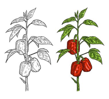Bir dal kırmızı dolmalık biber yapraklı bitki. Beyaz arkaplanda izole edilmiş klasik vektör oyma renk el çizimi illüstrasyonu