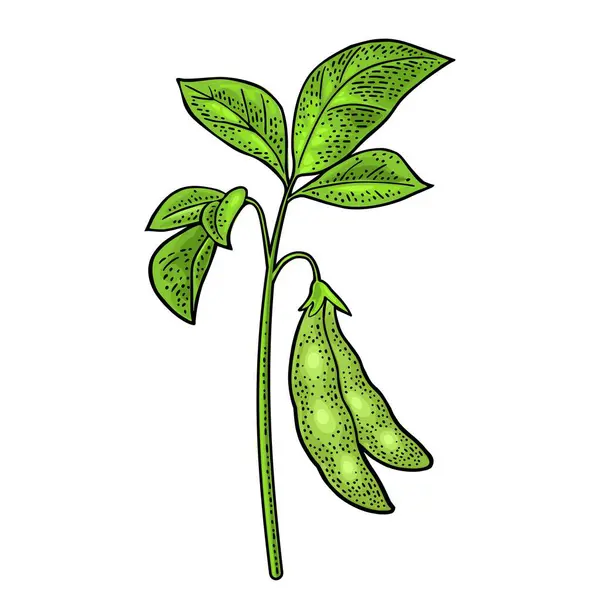 Sojapflanze Mit Blättern Und Schote Vektorfarbige Vintage Gravur Illustration Für — Stockvektor