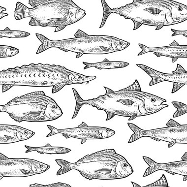 Farklı balık türlerinin kusursuz desenleri. Tilapia, dorado, ton balığı, somon, ançüez, yılan balığı, sardalya, mersin balığı, ringa balığı. Vintage vektör oymacılığı