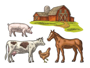 Organik çiftlik. İnek, domuz, tavuk ve at çiftliği. Bilgi grafiği, poster ve web için klasik vektör oymacılığı. Beyazda izole edilmiş