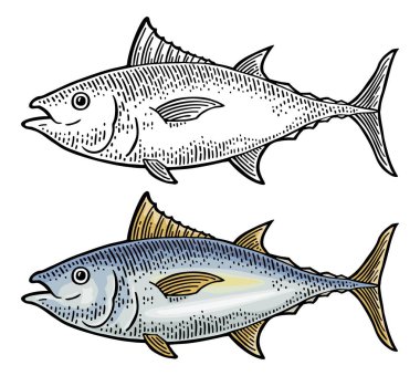 Taze balık ton balığı. Vintage vektör oyma monokrom rengi