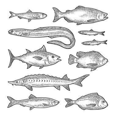 Taze, farklı balık türleri. Tilapia dorado ton balığı, ançüez, yılan balığı, sardalya balığı, mersin balığı. Vektör oymacılığı